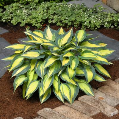 Hosta 'Magic Island'